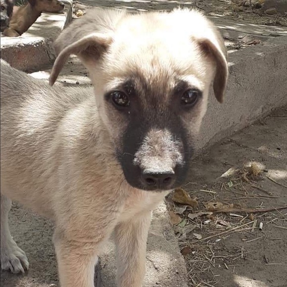 Meet your Posher, Dawn - Picture 4 of 4